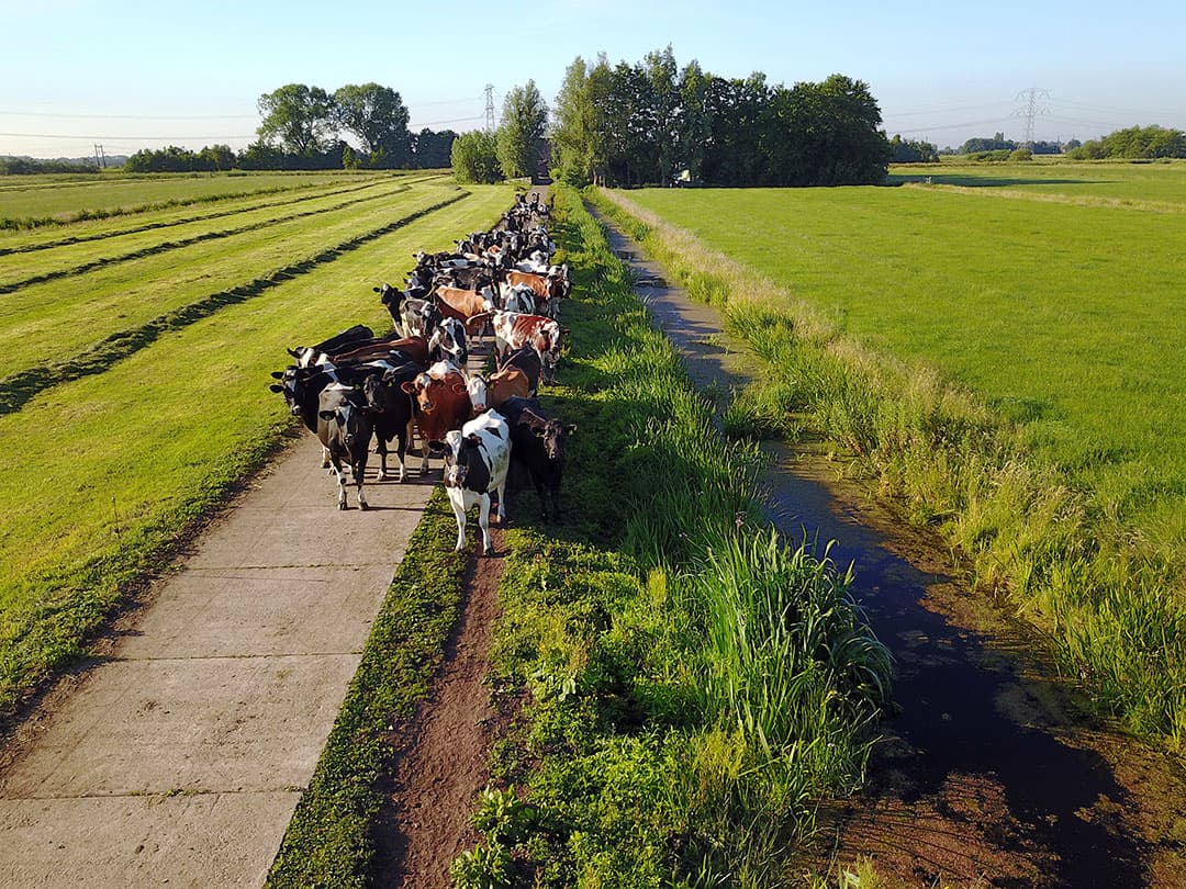 De wijze waarop het kavelpad wordt onderhouden, heeft invloed op de mobiliteit van de koeien. - Foto: Roel Dijkstra