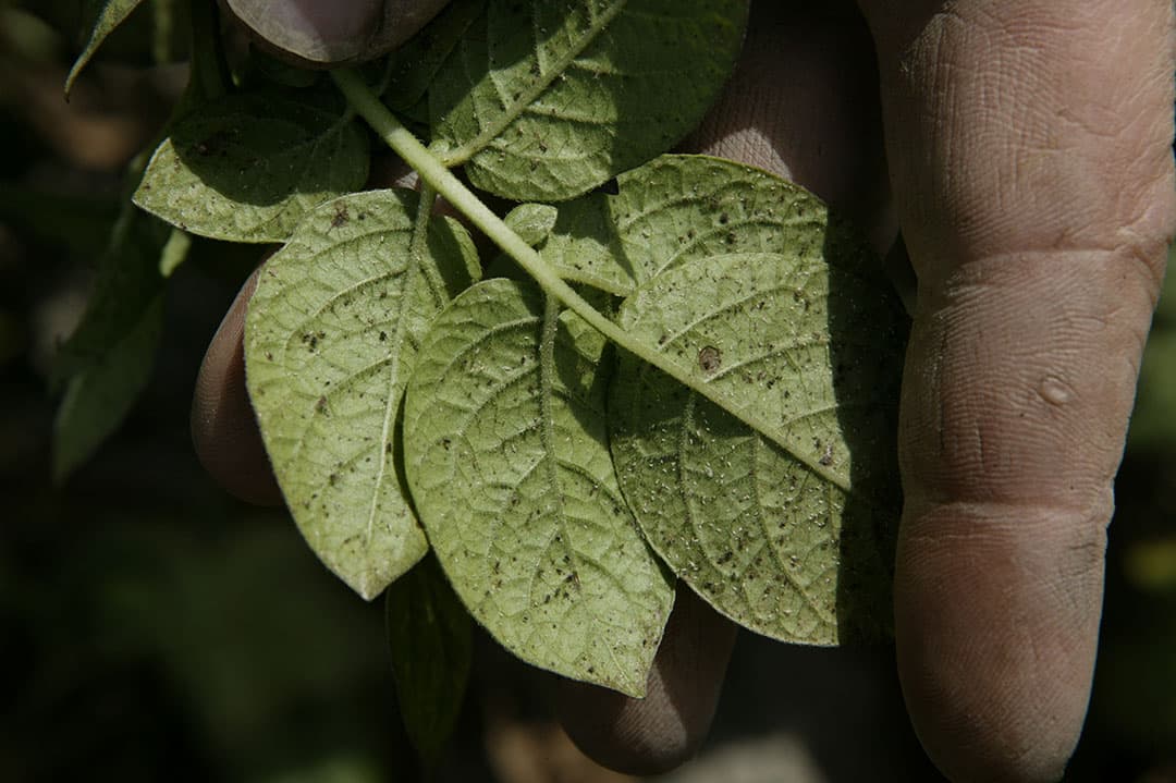 Luizen op aardappelen. - Foto: Mark Pasveer
