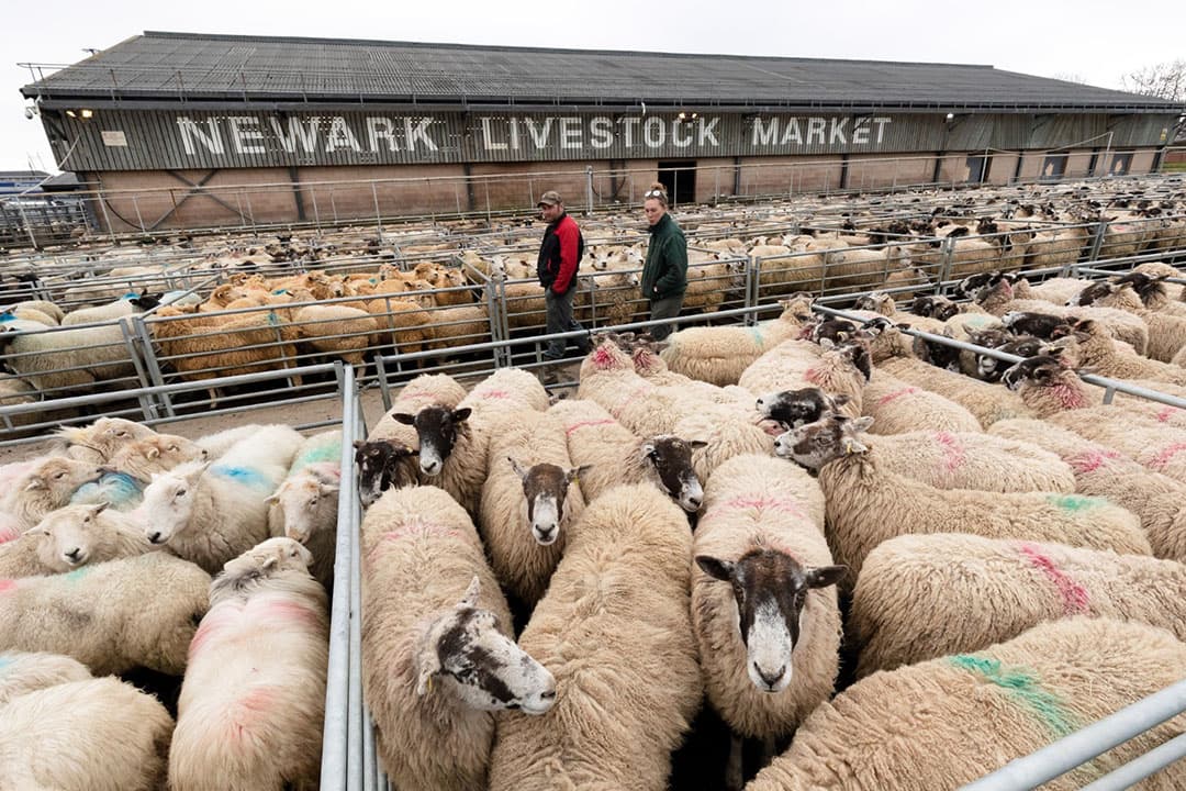 Veehandelaren bekijken schapen op een veemarkt in Groot-Brittannië. - Foto: EPA