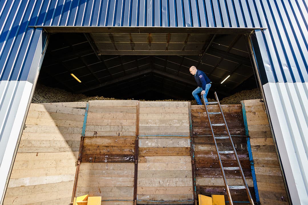 Naar schatting ligt een miljoen ton aardappelen daardoor te wachten op een alternatieve bestemming buiten de verwerkende industrie. Foto: ANP