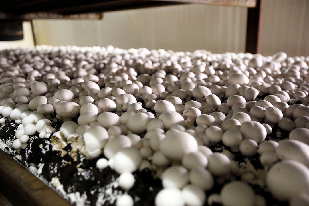 Gewone paddenstoelen zoals champignons of cantharellen worden beschouwd als eerste levensbehoeften en belast tegen het lage tarief van 9%. Foto: Bert Jansen