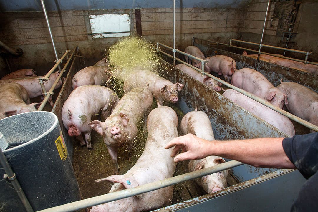 Foto: Herbert Wiggerman