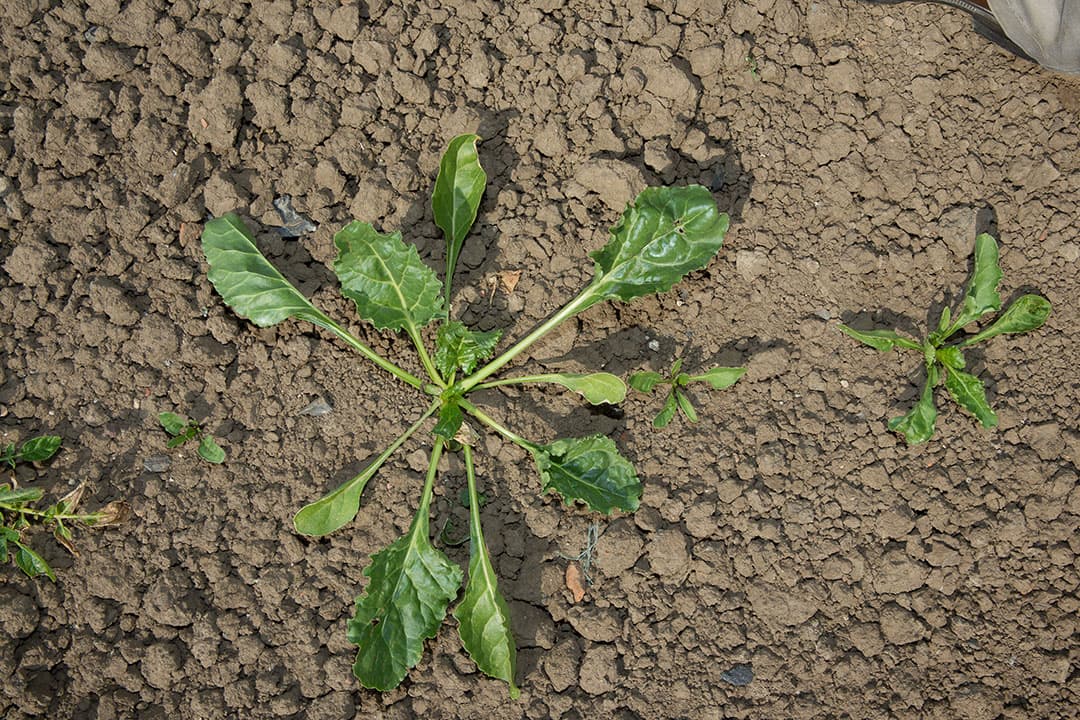 De bietenteelt 2020 heeft ernstig te lijden van de droogte. Foto: Peter Roek