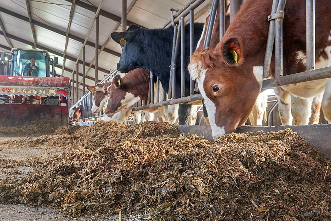 Foto: Van Assendelft Fotografie