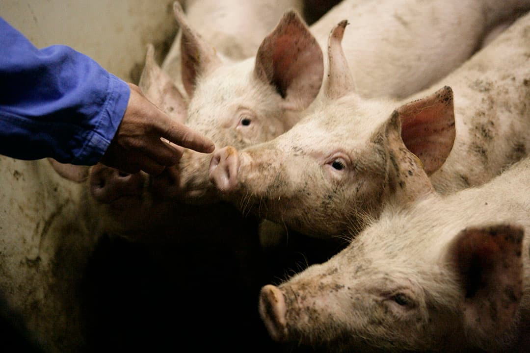 Vleesvarkens ruiken aan hand dierenarts (archiefbeeld). - Foto: Michel Zoeter