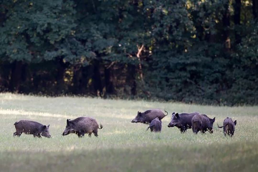 Afrikaanse varkenspest vormt sinds de introductie in Oost-Europa in 2014 een reële bedreiging voor de Nederlandse varkenshouderij. - Foto: Canva