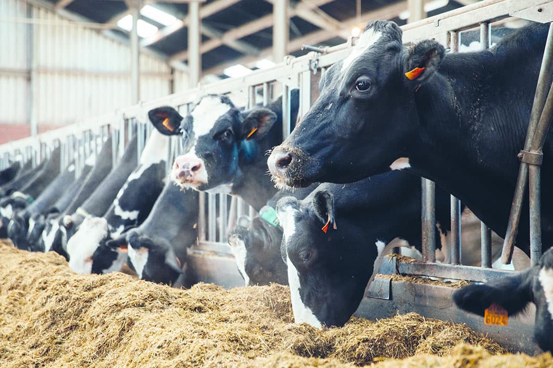 Foto: Farmdesk