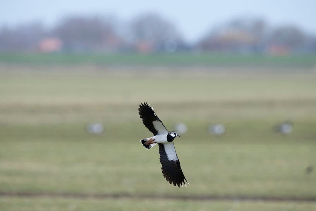 Foto: Mark Pasveer