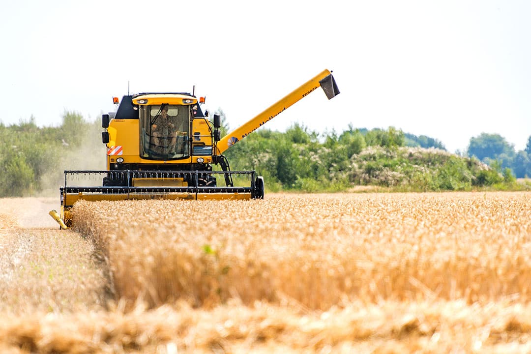 ARC zocht uit in hoeverre de EU zelfvoorzienend is en concludeert dat als ze alle dierlijke producten zelf zou houden we 3% meer produceren dan we nodig hebben, en 1% als het gaat om graanproducten. Foto: ANP