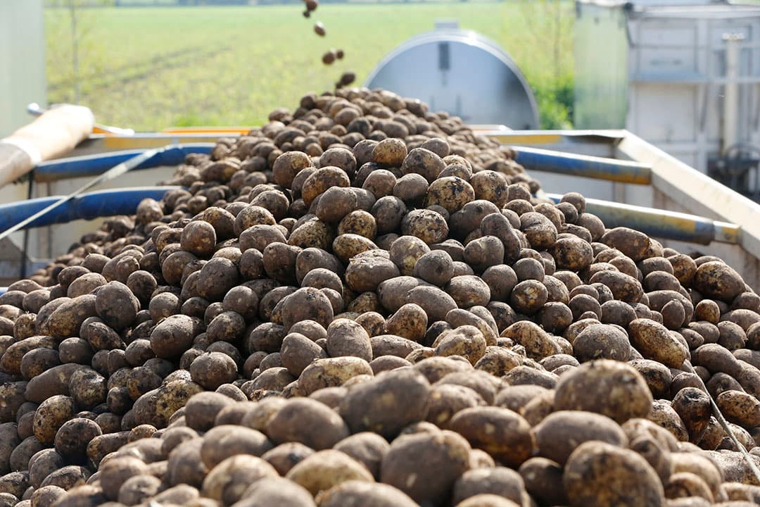 Accon avm raadt telers van fritesaardappelen aan hun contracten met de verwerkers voor oogst 2019 niet zo maar te ontbinden. Foto: Henk Riswick