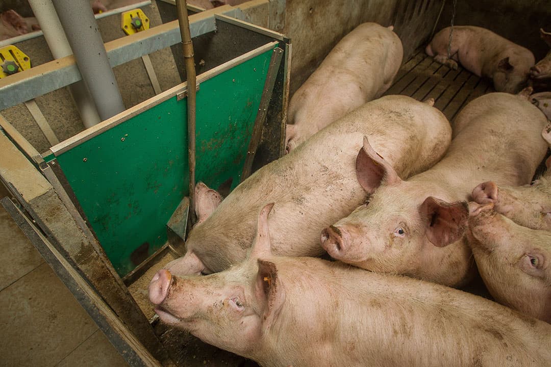 Vraag en aanbod zijn uit balans, het slachten van varkens wordt systematisch uitgesteld omdat de slachthuizen geen geschikte afzetkanalen vinden voor hun producten. Foto: Peter Roek