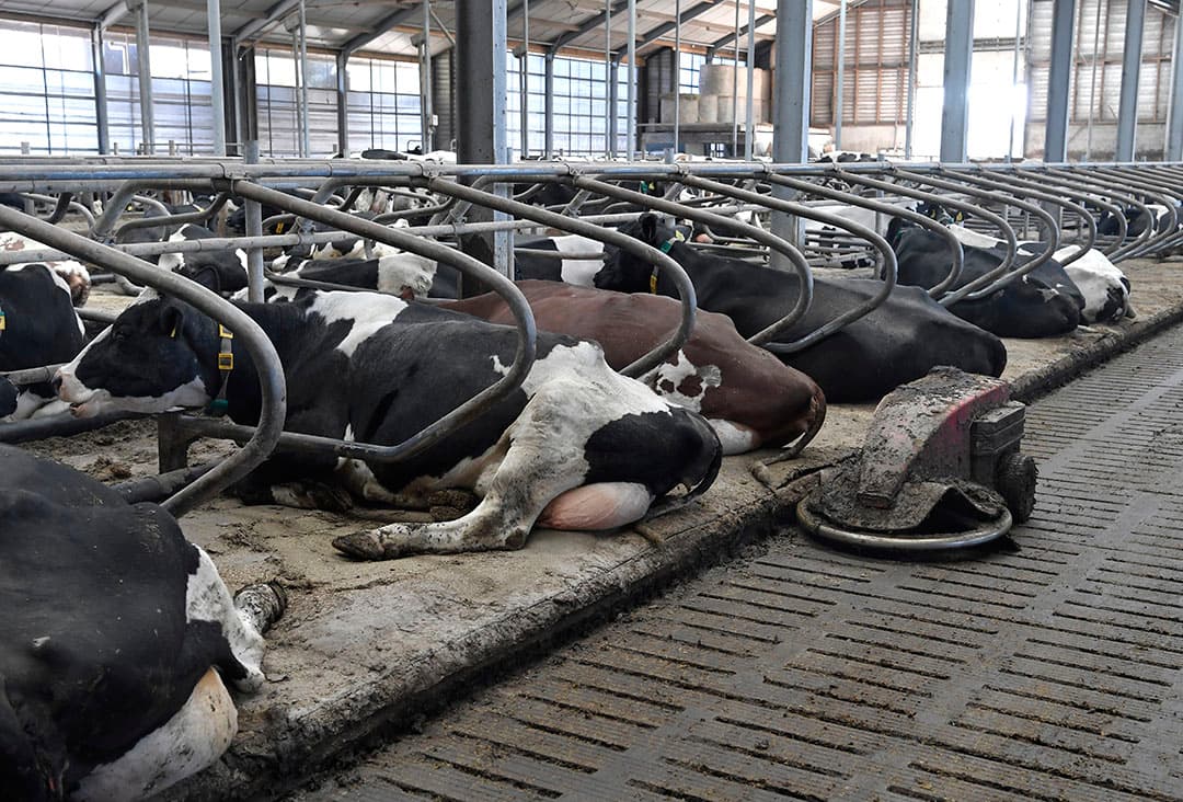 In Noord en Oost (hogescholen Aeres en Van Hall Larenstein) richt het onderzoek zich primair op de sectoren melkveehouderij en akkerbouw. Foto: Cor Salverius