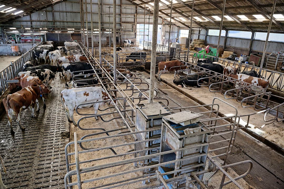 De inrichting van de melkveestal van het nieuwe bedrijf moet verbouwd worden om de toekomstige veestapel te huisvesten. - Foto: Lex Salverda