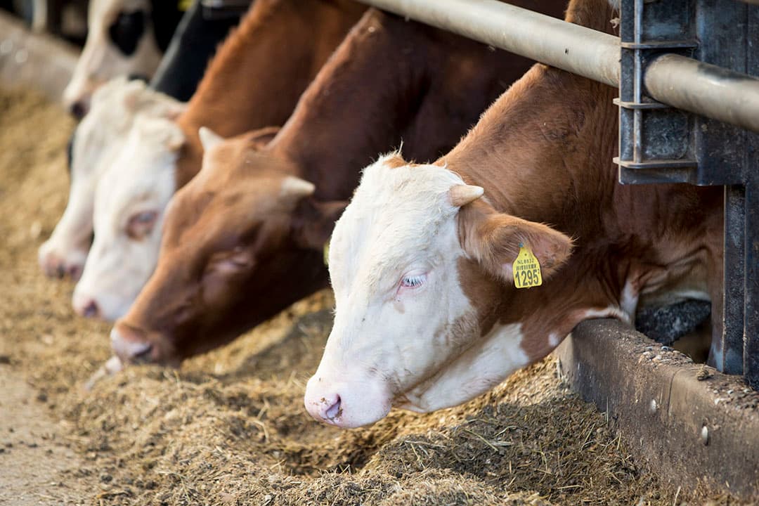 Vleeskalveren op biologisch bedrijf. - Foto: Koos Groenewold
