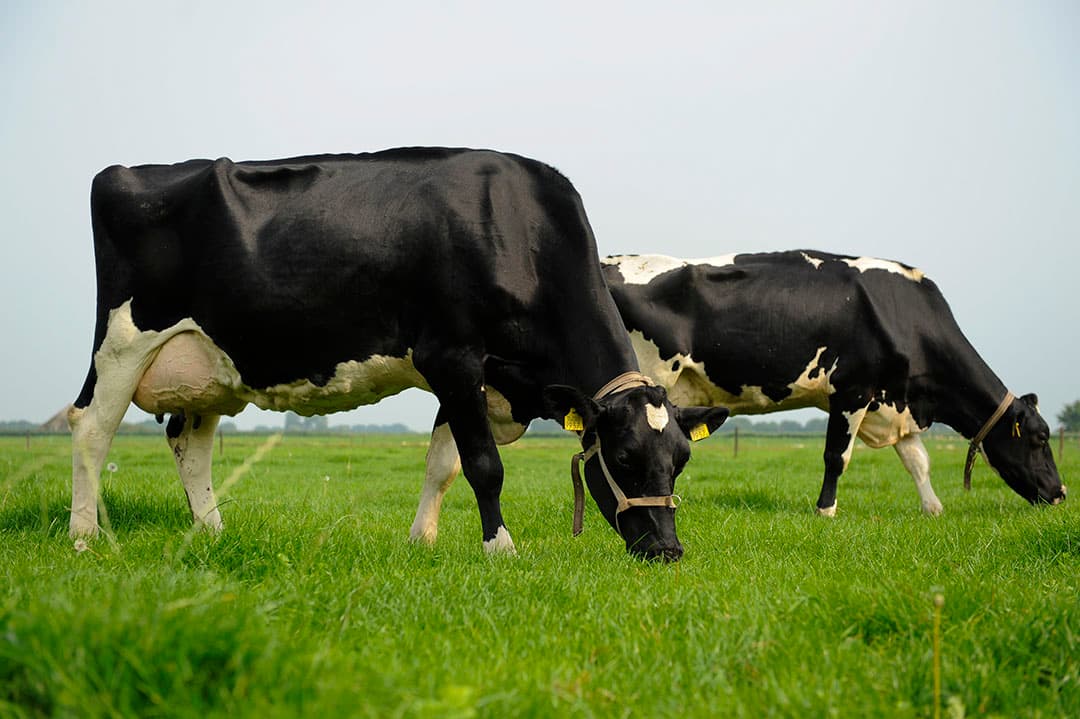Grazende melkkoeien. De melkveesector zal langer moeten wachten op duidelijkheid over een nieuwe derogatieverlening. - Foto: Fotostudio Wick Natzijl