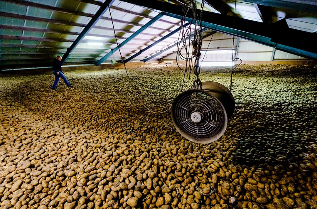 Loods gevuld met aardappelen. Foto: ANP