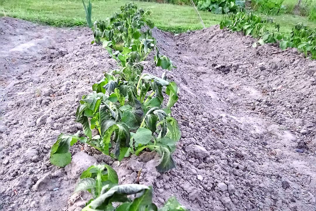 Vorstschade in vroege aardappelen in een moestijn in de Achterhoek. Foto: Luuk Meijering