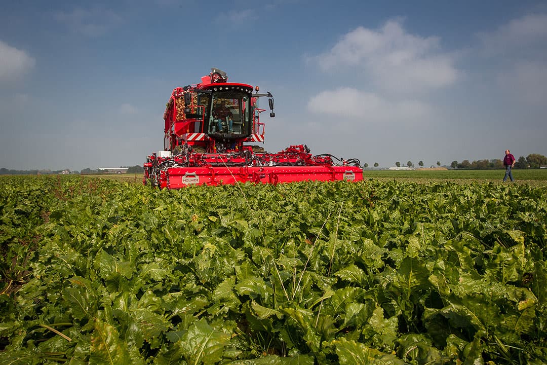 Bietenoogst (archiefbeeld). De opkomst op de suikerbietenpercelen is zeer matig dit voorjaar, meldt Suiker Unie. - Foto: Peter Roek