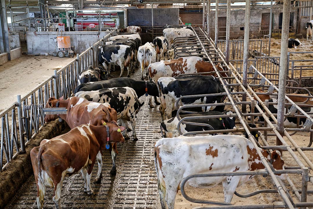 Tegelijkertijd is ook de stikstofuitstoot in de landbouw nagenoeg gelijk gebleven. In 2018 werd 503,5 miljoen kilo uitgescheiden, terwijl dat in 2008 491,3 miljoen kilo was. Foto: Lex Salverda