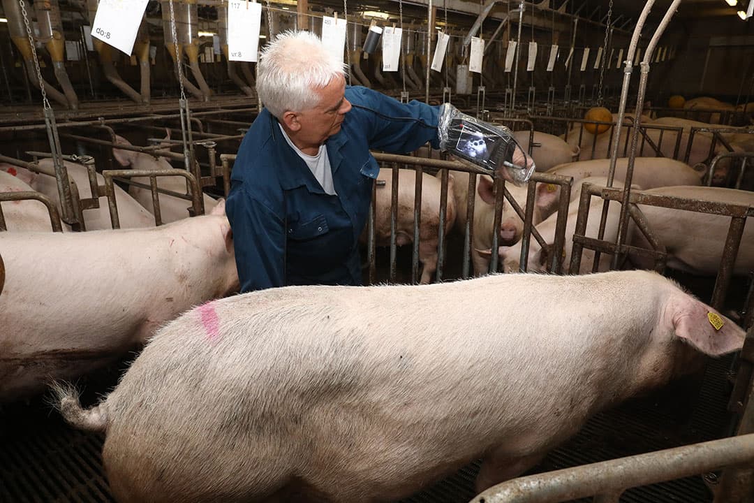 Meer dan de helft van de zeugenhouders besteedt scannen uit. Maar een klein percentage kiest voor scannen op 16 dagen. - Foto: Henk Riswick