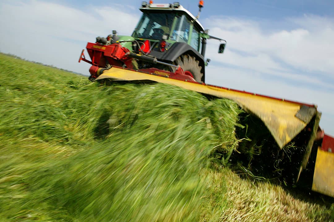 Foto: Barenbrug