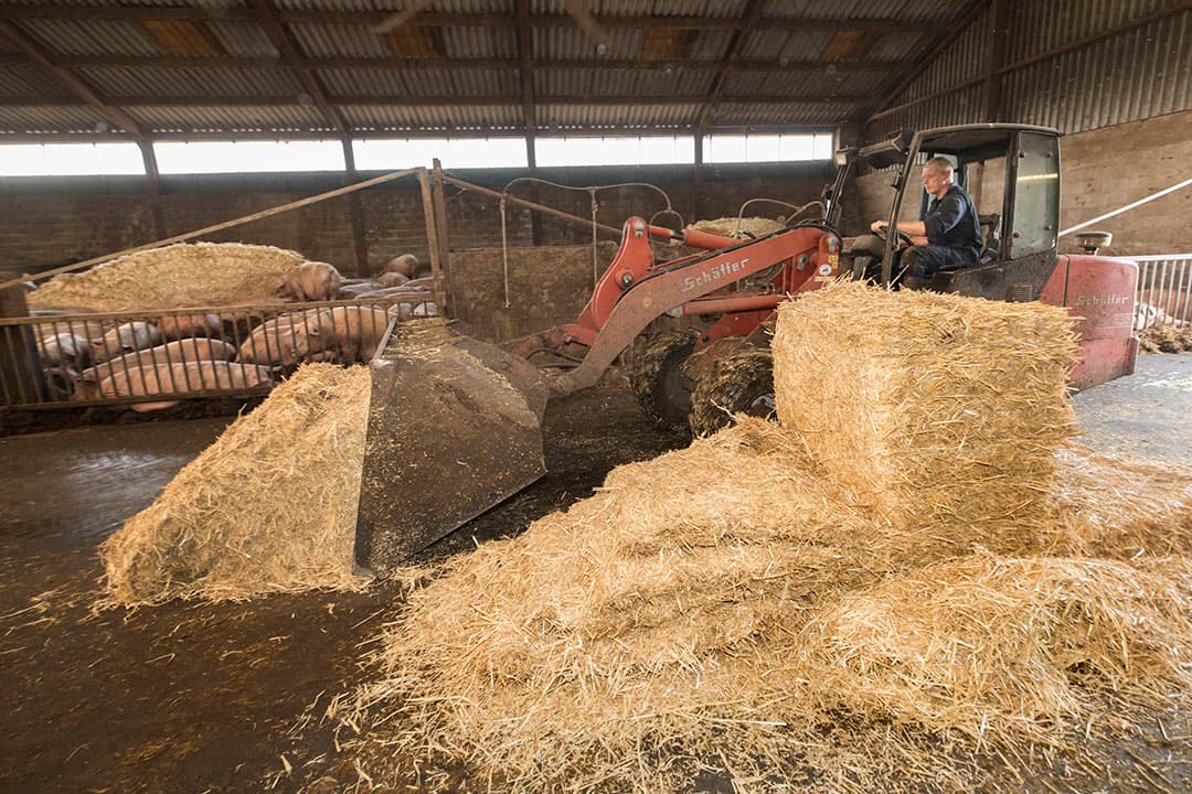 Het uitmesten en instrooien van de zeugenstal is een wekelijks klusje. - Foto: Koos Groenewold
