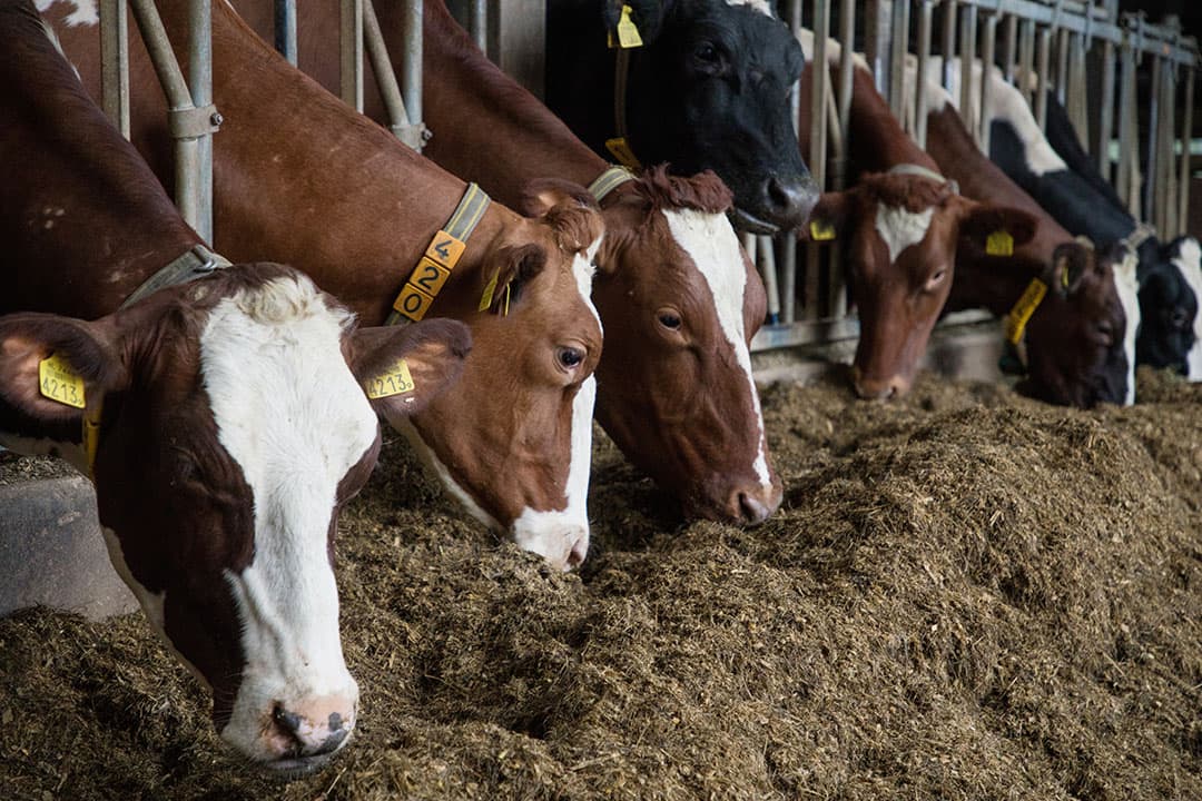 Melkveehouder Arie Verhoef in Schalkwijk (U.) vult het basisrantsoen aan met Maxammon grain. Hij vindt het prijs- en voertechnisch een interessant product. - Foto: Herbert Wiggerman