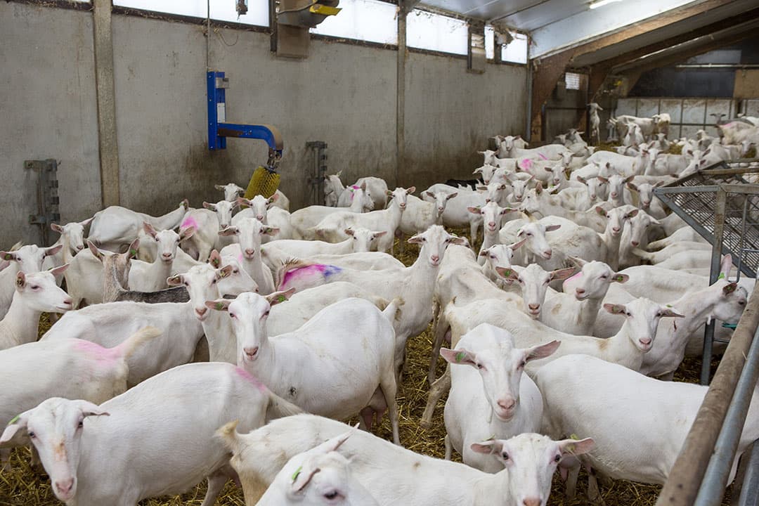 Eerdere onderzoeken naar het verband tussen gezondheidsrisico s en geitenhouderijen, is aanleiding geweest om in veel provincies een zogenaamde geitenstop af te kondigen. - Foto: Peter Roek