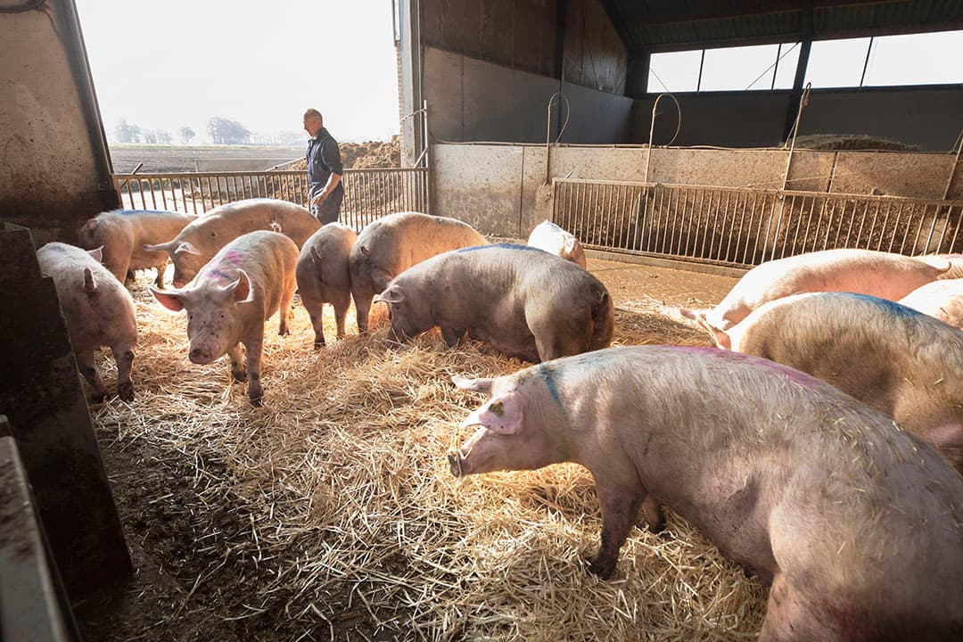 Foto: Koos Groenewold