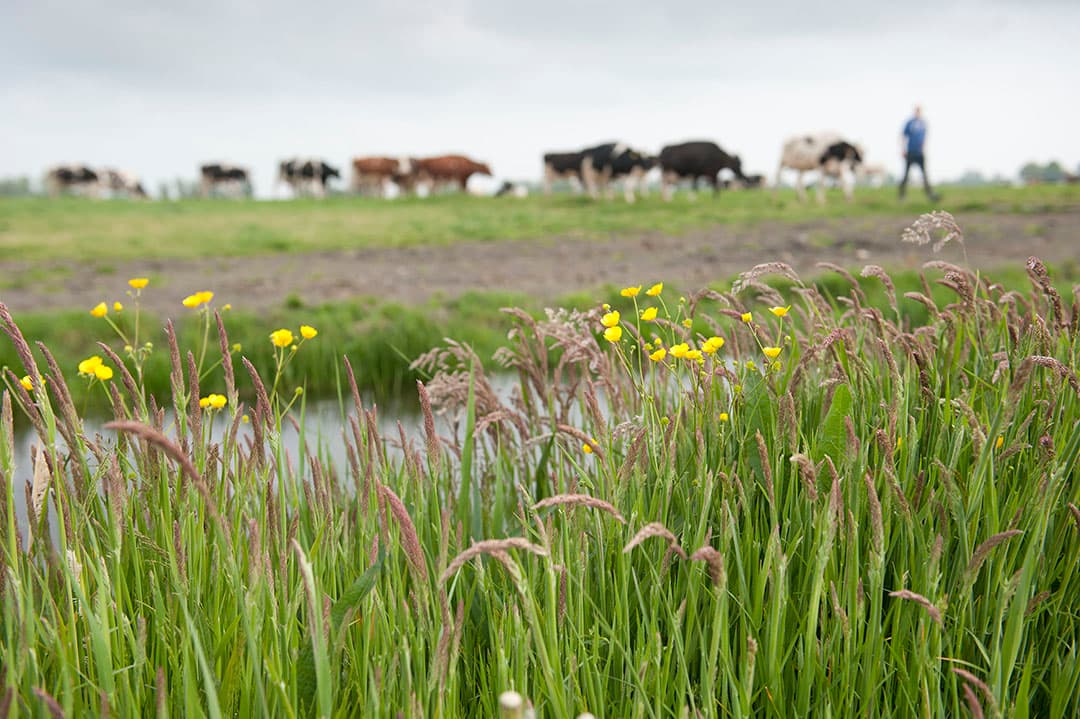 Oud en kruidenrijk grasland is een belangrijk punt in het nieuwe Albert Heijn-programma. - Foto: Mark Pasveer