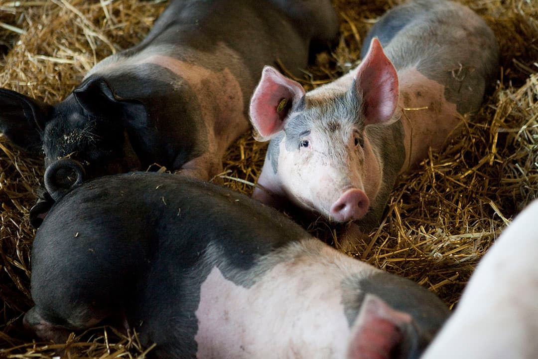 Varkens in stro (archiefbeeld). Het is zaak om maar gewoon door te boeren, schrijft varkenshouder en columnist Annechien ten Have, ook al leven we met de coronacrisis met ons allen in een onwerkelijke tijd. - Foto: Jan Willem Schouten.