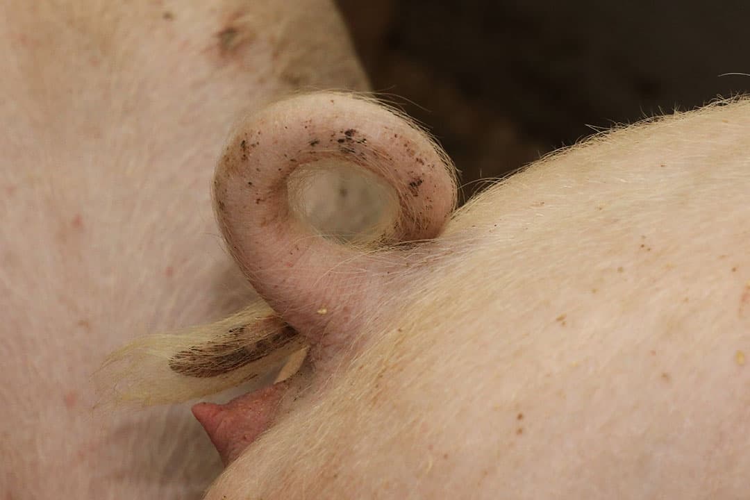 De druk om varkens te houden met intacte staarten groeit. In Duitsland moeten varkenshouders het op kleine schaal proberen. - Foto: Henk Riswick