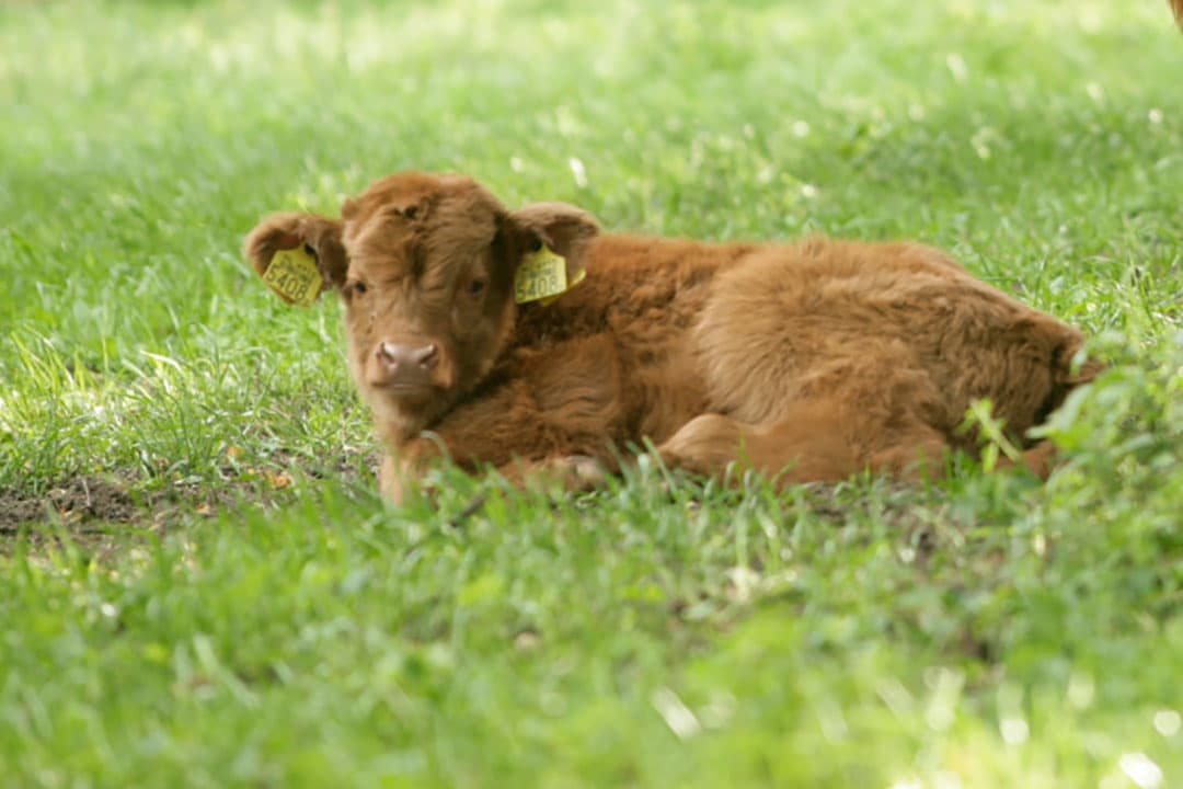 Een jonge Schotse hooglander. - Foto: Koos Groenewold