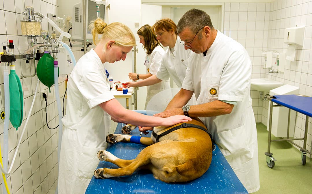 Dierenartspraktijk. Foto: ANP