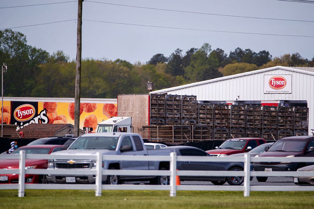 epa08389703 A truck loaded with chickens arrives to deliver the fowl to the Tyson Temperanceville Complex in Temperanceville, Virginia, USA, 28 April 2020. As meatpacking plants across the United States are becoming hot spots of SARS-CoV-2 coronavirus infections during the ongoing COVID-19 pandemic, the Tyson Temperanceville processing plant will be closed between 24-16 April for a deep clean and disinfection procedure.  EPA/SHAWN THEW