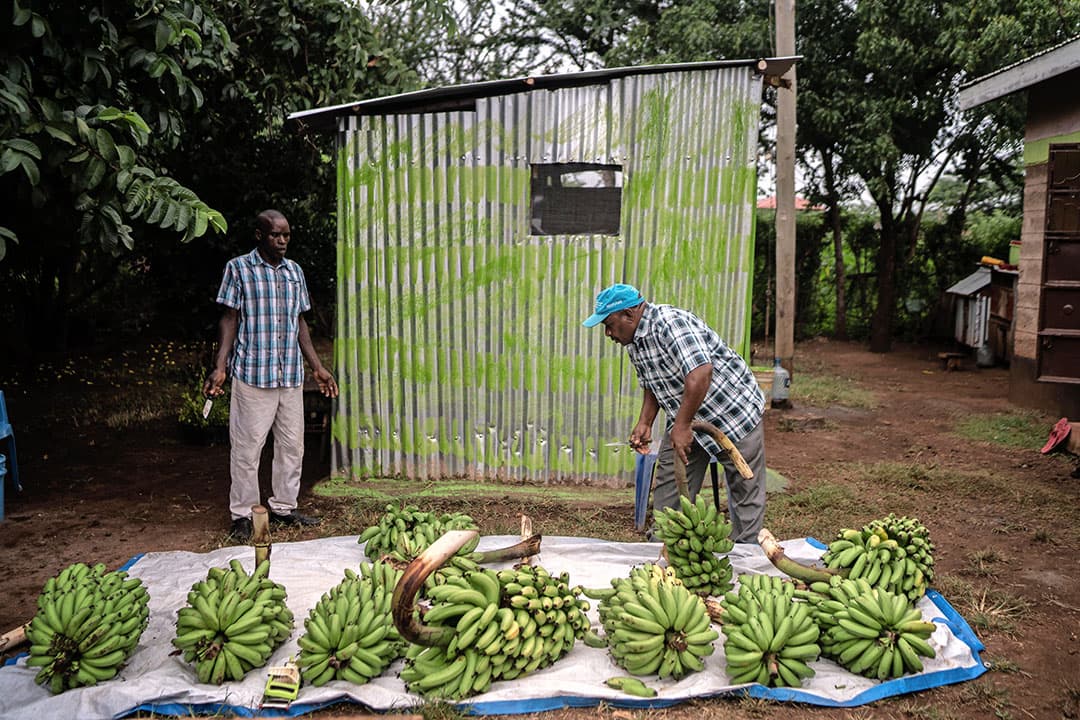 Mannen in Kenia selecteren bananen na de oogst. Alleen al in Kenia is de import van pesticiden de laatste vijftien jaar verviervoudigd, zegt Nicole van Gemert. - Foto: ANP