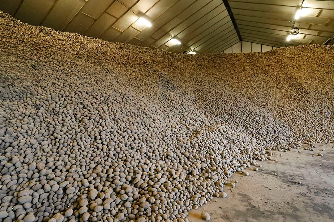 Deurne (N.-Br.) - Iwan van Bommel, fritesaardappelen in de bewaring opdr 408916