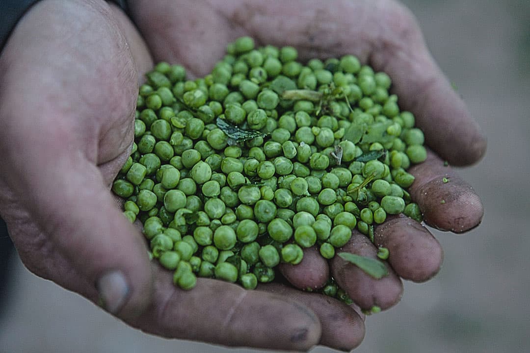 Oldambtster akkerbouwers beginnen aan bio-erwten