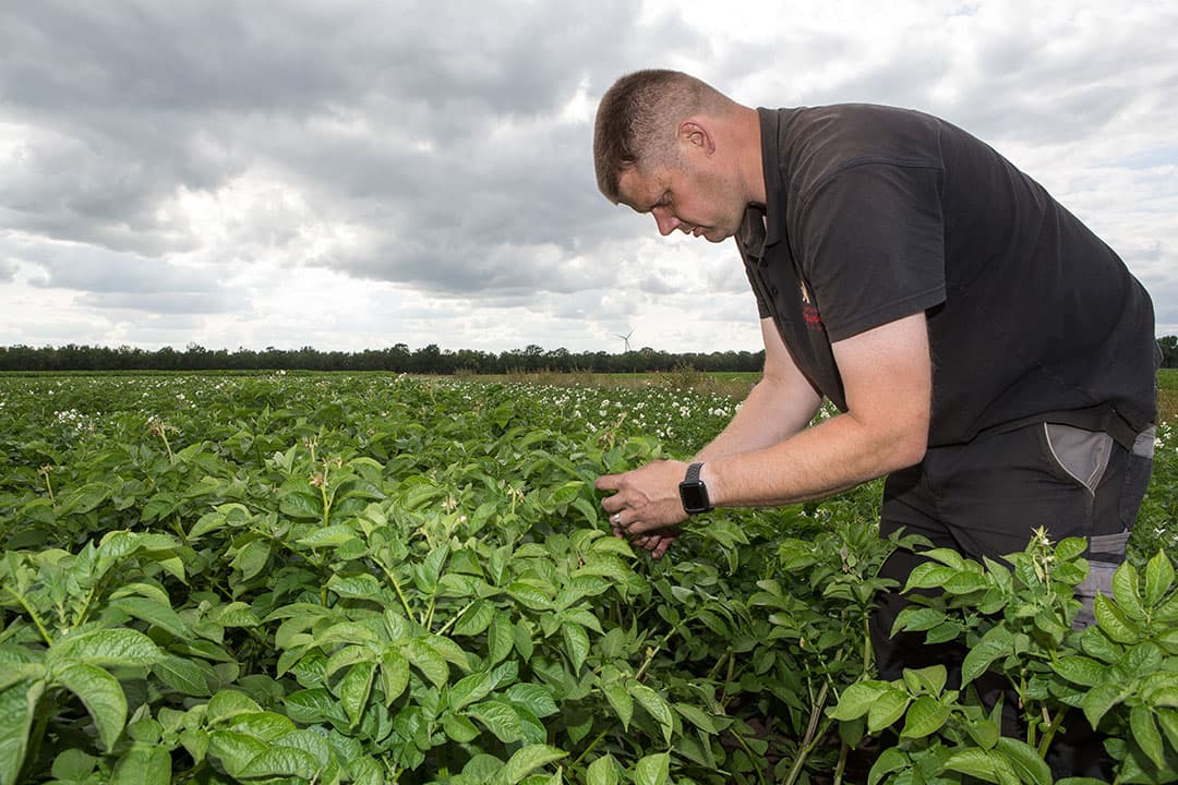 Jacob van den Borne is een van de telers die deelneemt aan het onderzoek naar aardappelen telen zonder kunstmest. - Foto: Peter Roek