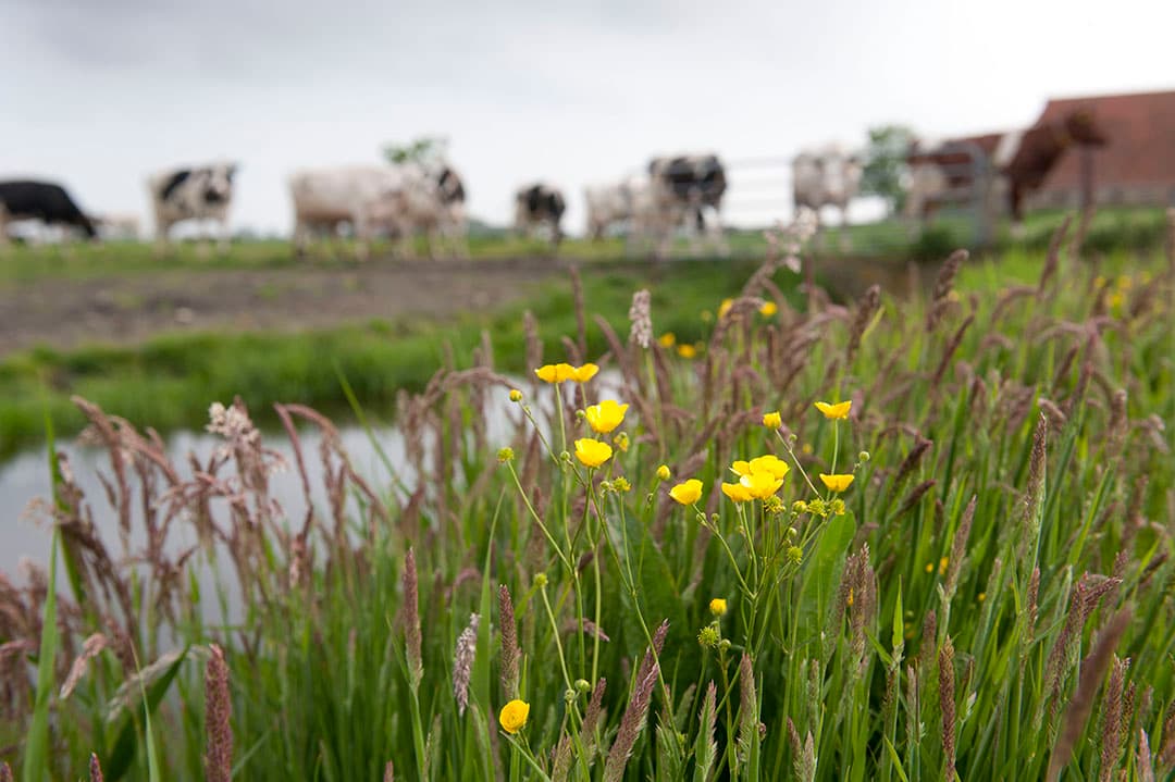 Collectieven voor agrarisch natuurbeheer, telersverenigingen en waterschappen ontvingen in 2019 de grootste bedragen van EU-geld. - Foto: Mark Pasveer