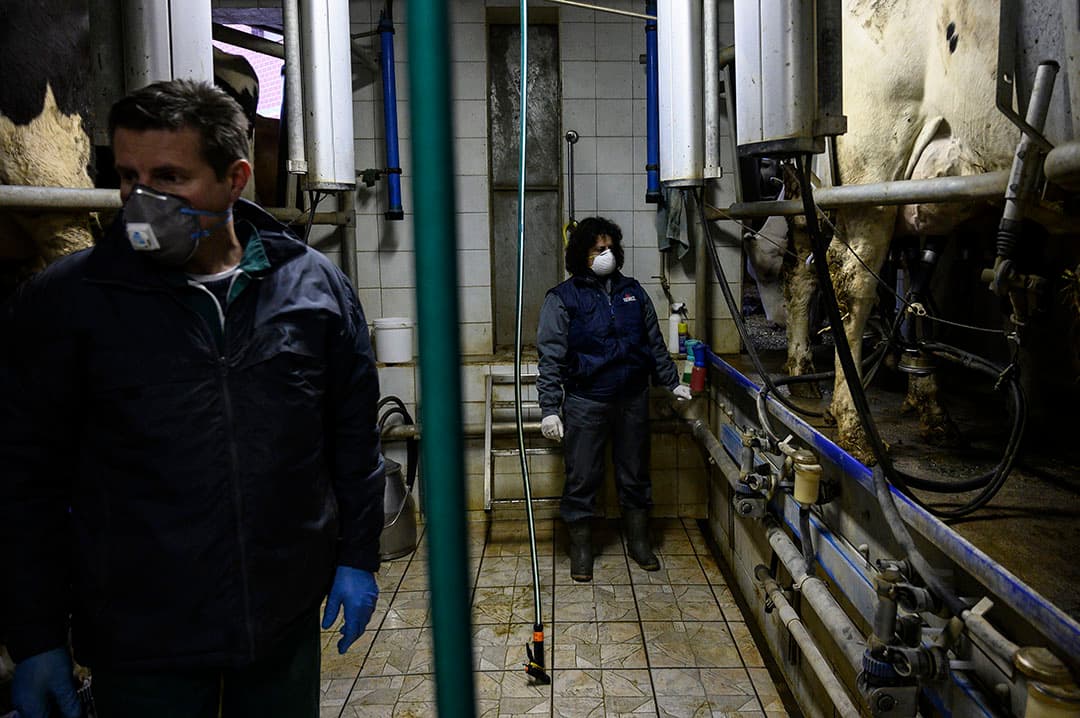 Italiaanse melkveehouders dragen tijdens het melken mondkapjes ter bescherming tegen het coronavirus. - Foto: ANP