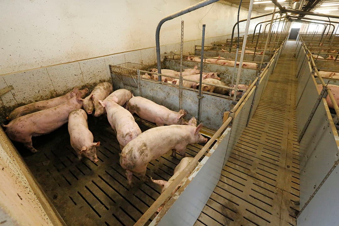 Duits varkensbedrijf. Foto: Henk Riswick