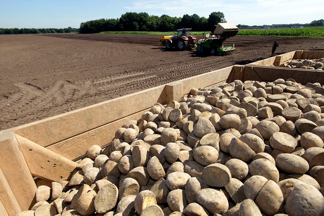 Aardappelen poten in Groningen (archiefbeeld). Foto: Henk Riswick