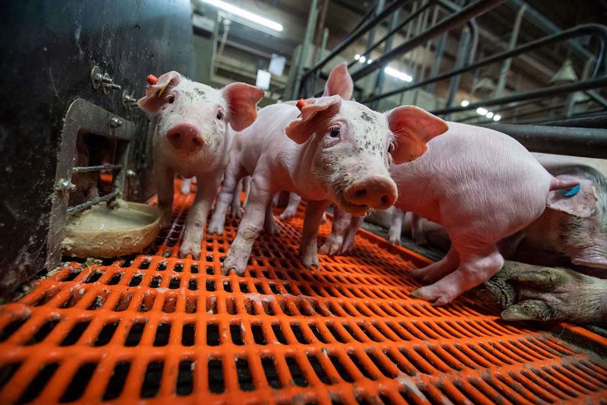 ‘Waarom en hoe ik onze biggen bijvoer’