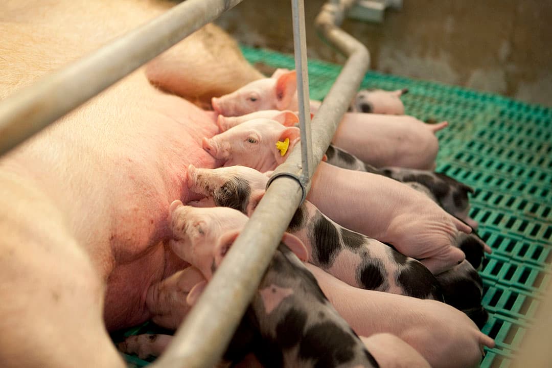 Zeug met drinkende biggen. Er zijn ruim 500 aanvragen voor de warme sanering van de varkenshouderij. Het duurt langer voordat aanvragers daarover een beschikking ontvangen, laat LNV weten. - Foto: Bart Nijs.