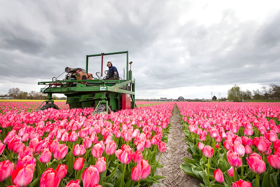 Bollentelers in de Bollenstreek koppen hun tulpen eerder dan gepland. De bloeiende tulpen trokken met Pasen veel bezoekers, ondanks diverse oproepen om niet naar de bollenvelden te komen en zo verdere verspreiding van het coronavirus te voorkomen. De telers zijn er helemaal klaar mee en hopen dat bezoekers nu wegblijven tijdens de coronacrisis.  -  Foto: ANP