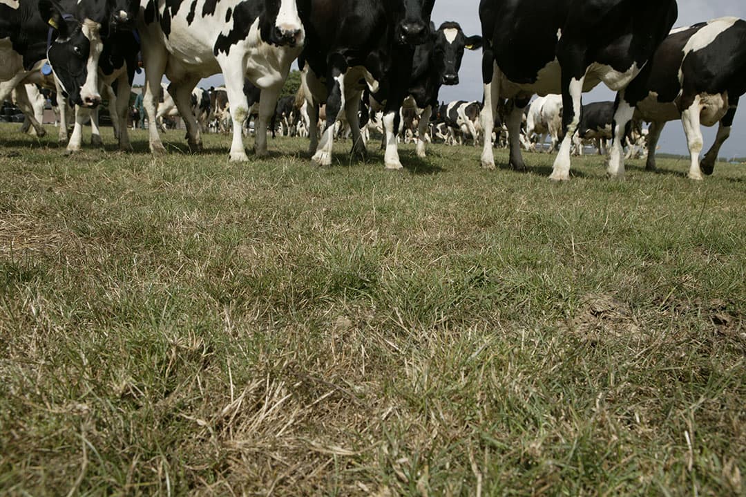 Als het percentage goede grassen in productiegrasland onder de 70 % raakt, bijvoorbeeld door droogteschade, is actie nodig. - Foto: Mark Pasveer