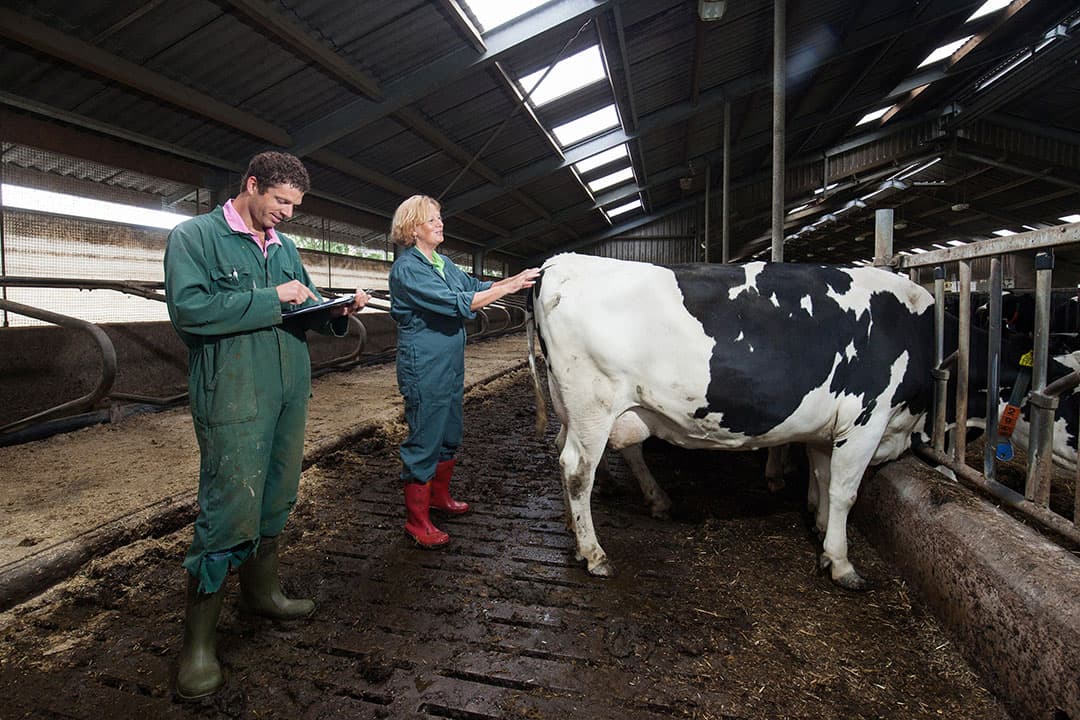 Dierenarts bezig met het scoren van conditie en pensvulling van droge koeien. - Foto: Herbert Wiggerman