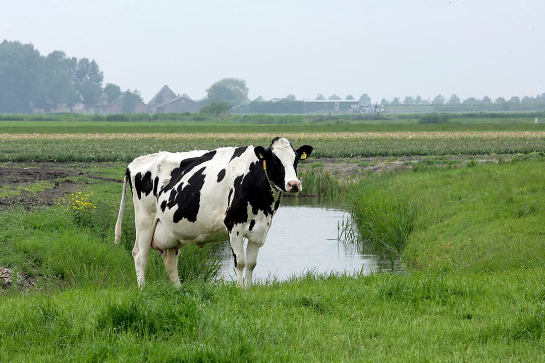 Foto: Henk Riswick