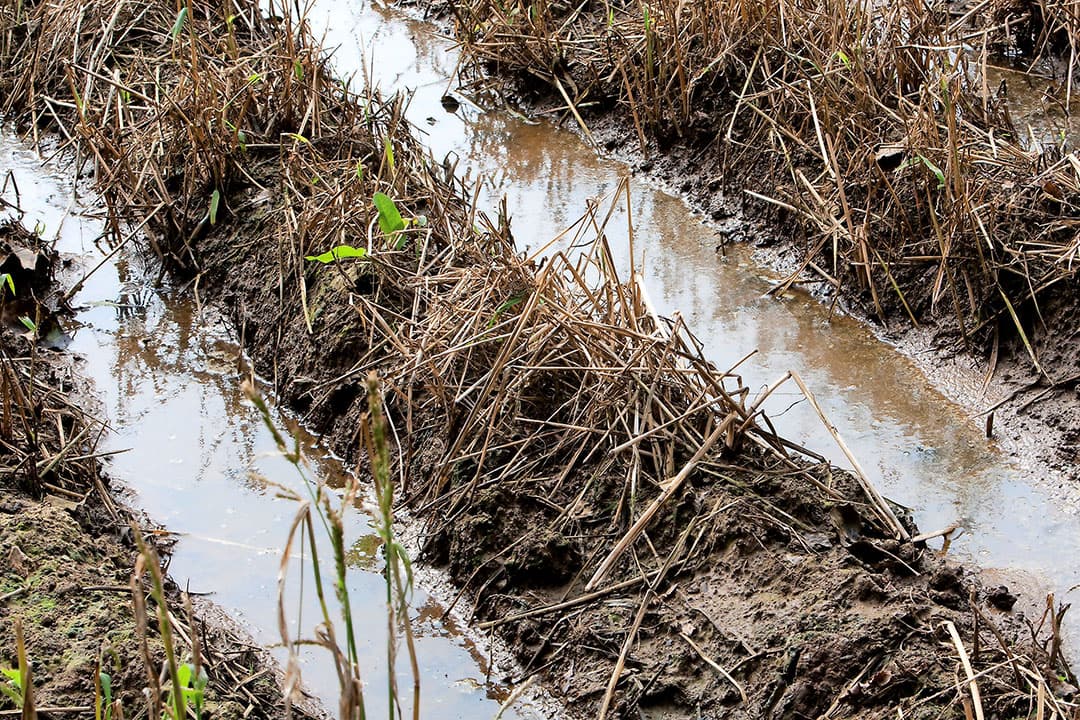 Waterschade in aardappelruggen. - Foto: Ronald Hissink